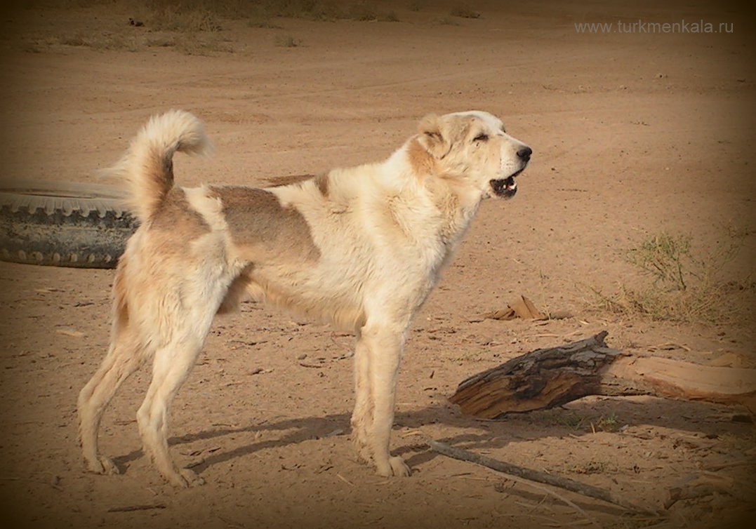 Желтые четырехглазые, белые желтоухие собаки «Авесты» — Питомник  среднеазиатской овчарки (алабая) «Туркмен-Кала»